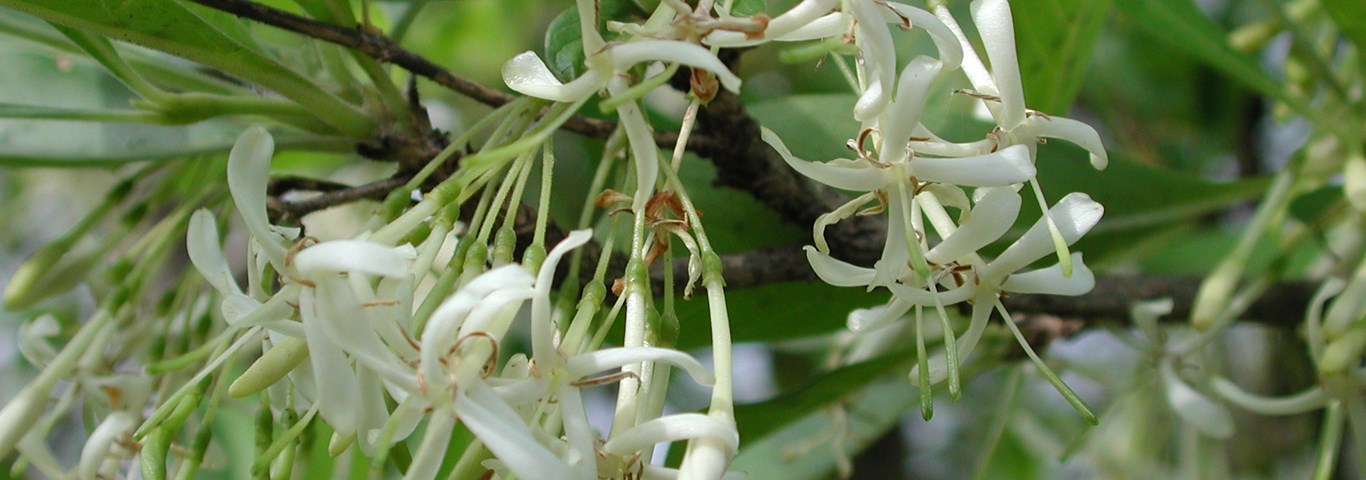 Pavetta gardenifolia